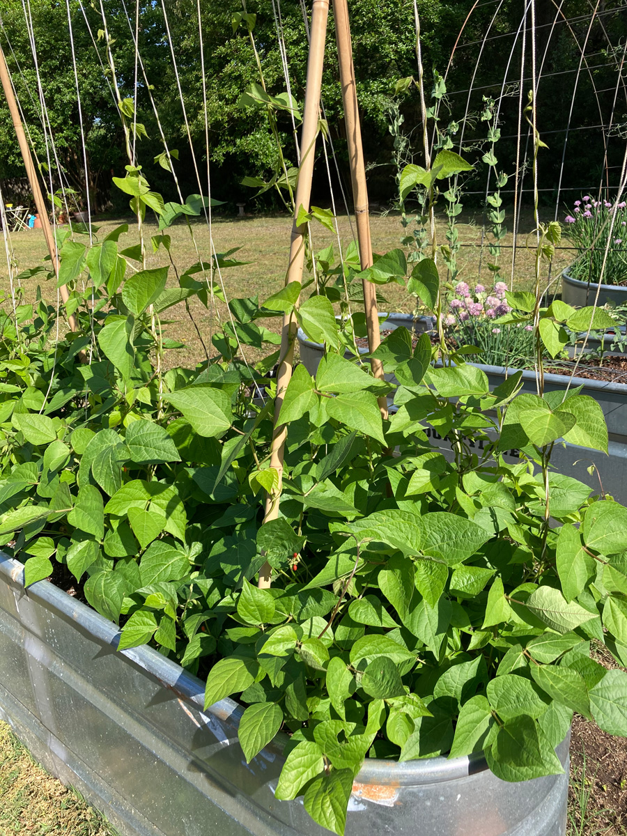 runner beans