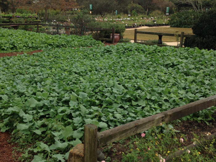 Reliable Vegetables for Fall in the South - Fine Gardening