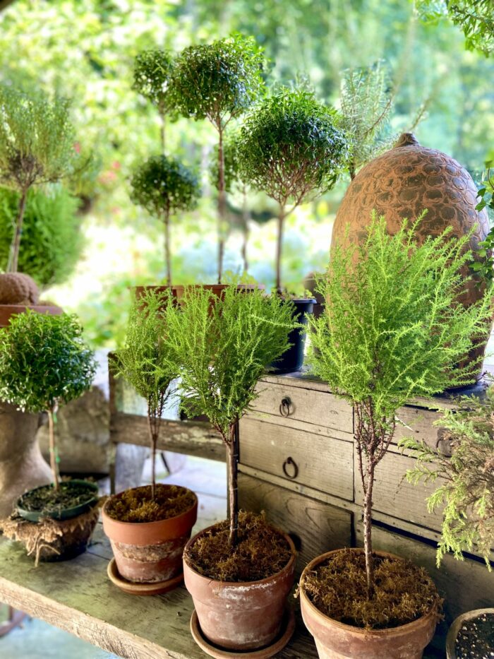 topiary plants in terra cotta plants on a table