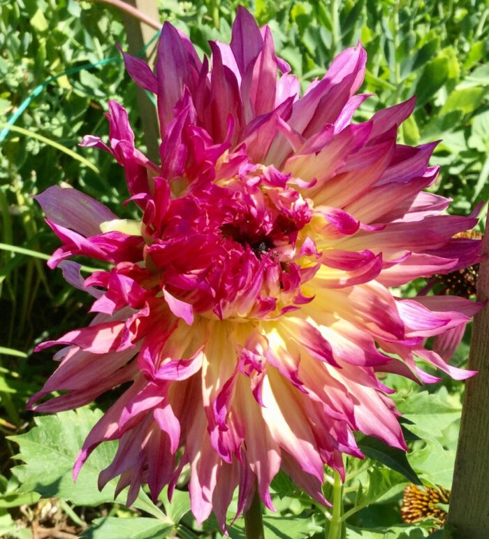 close up of a large pink and yellow dahlia flower