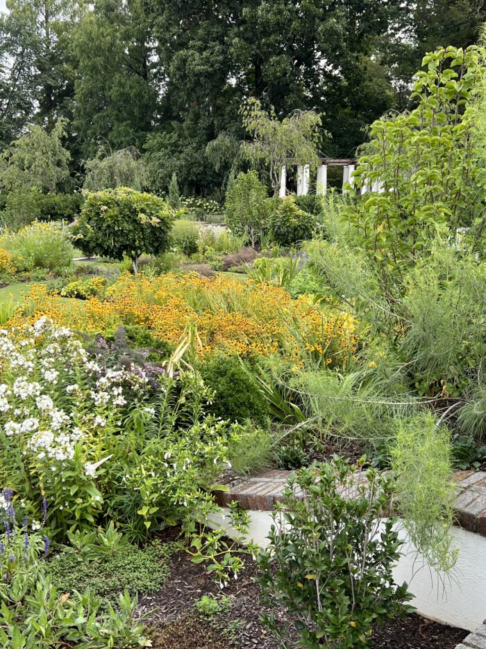 wide view of the garden with large planting of yellow flowers