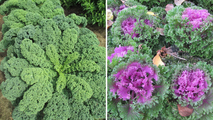 Late-Season Kale