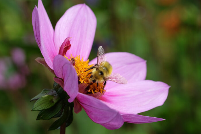 pink dahlia with bumblebee