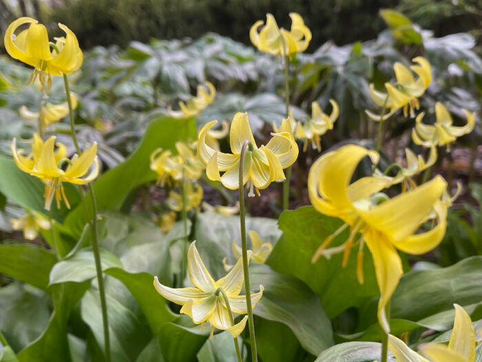 yellow spring bulb