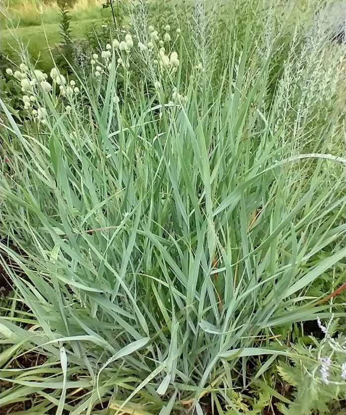 warm-season grass