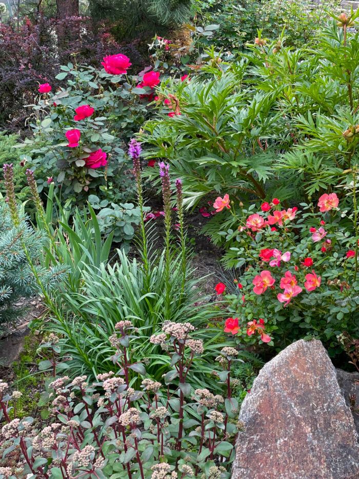 pink roses and other evergreen shrubs