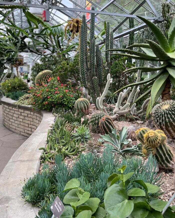 raised garden bed full of diverse cacti