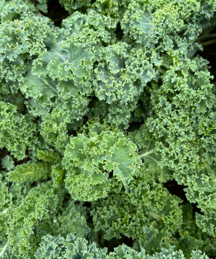 close up of curly leaf kale