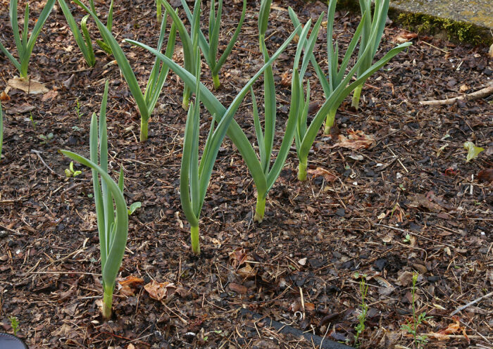 3 Easy-to-Grow Fall Crops for the Southeast - Fine Gardening