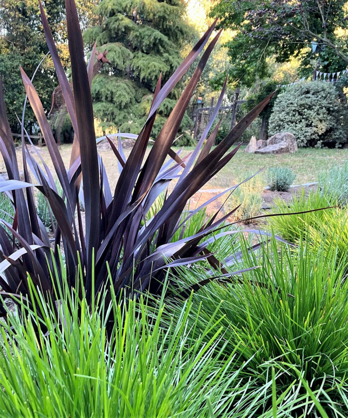 ornamental grasses