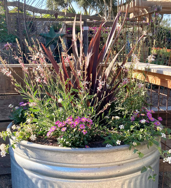 6 Great Ornamental Grasses for Northern California Fine Gardening