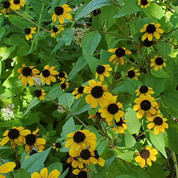 close up of brown-eyed Susan