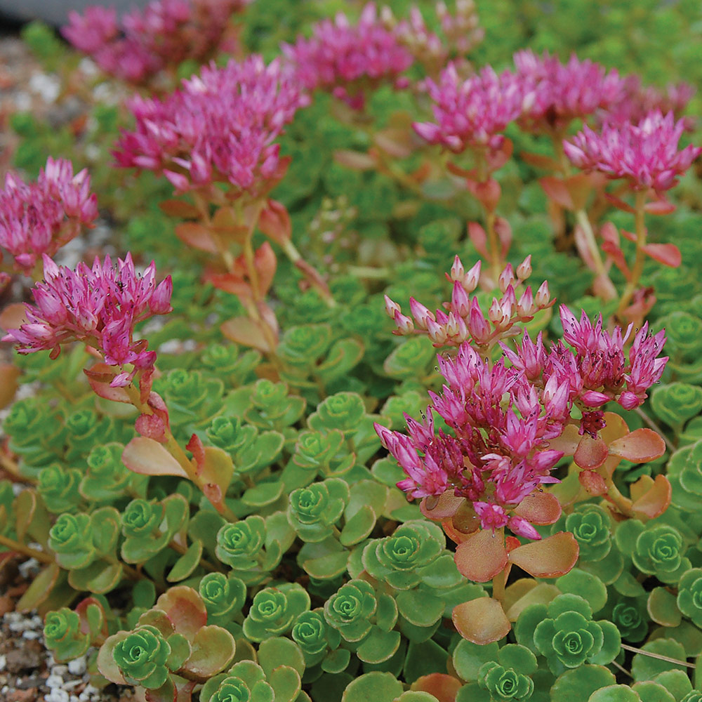 Pink Sedum