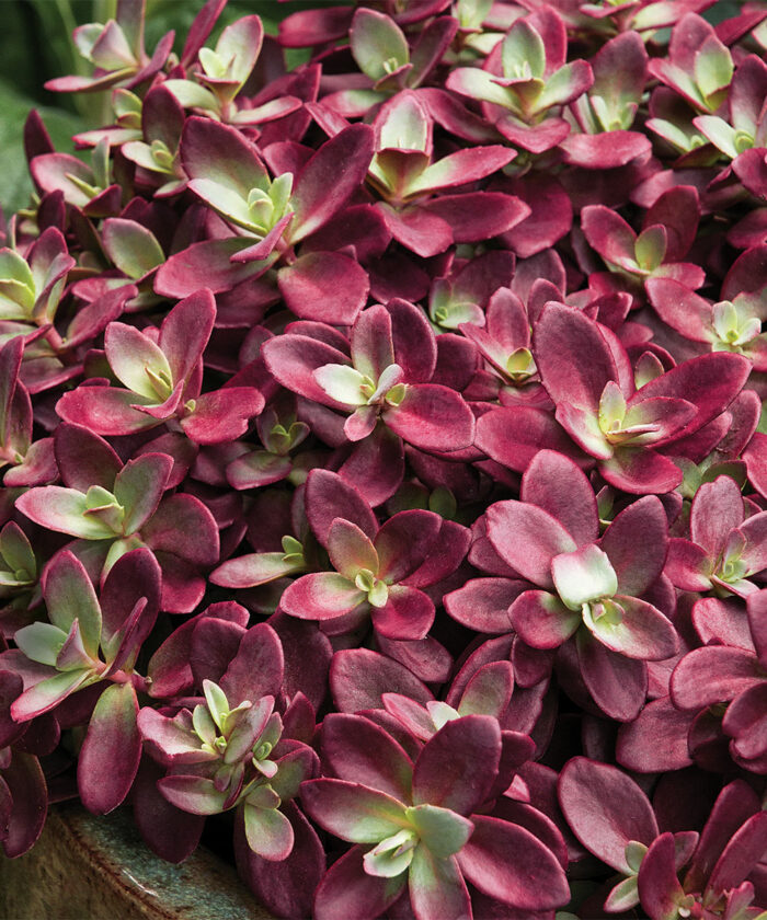 Sedums With Far-Out Foliage - Fine Gardening