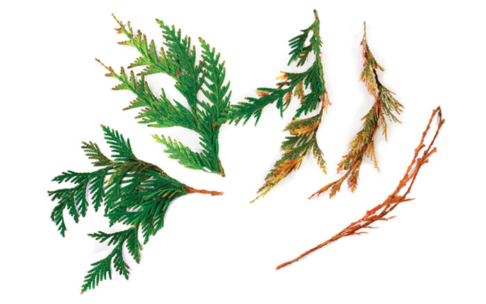 conifer tree disease