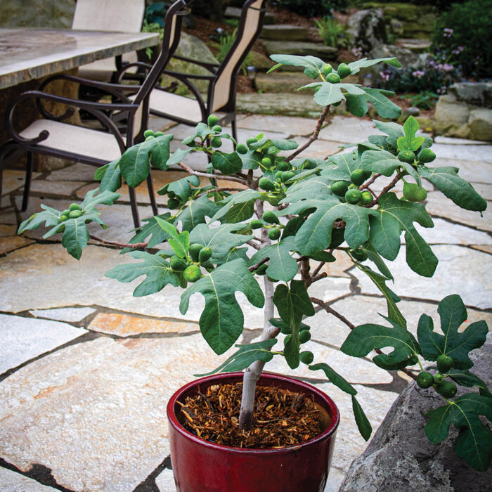 pruning fig trees in california