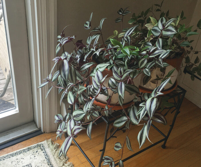 Tradescantias