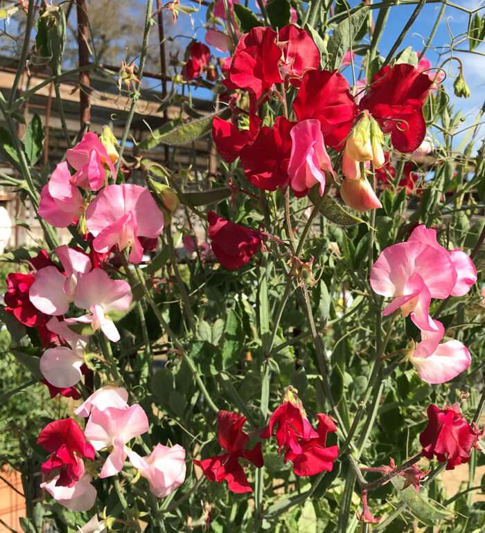 pink and red sweet peas