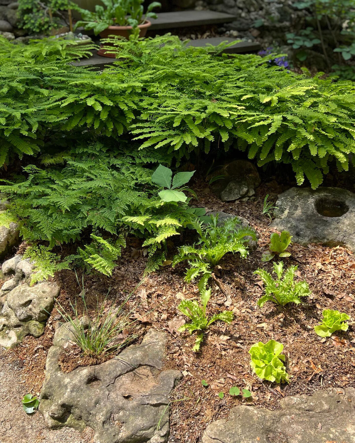 GPOD on the Road: Garden Tour in Toronto - Fine Gardening