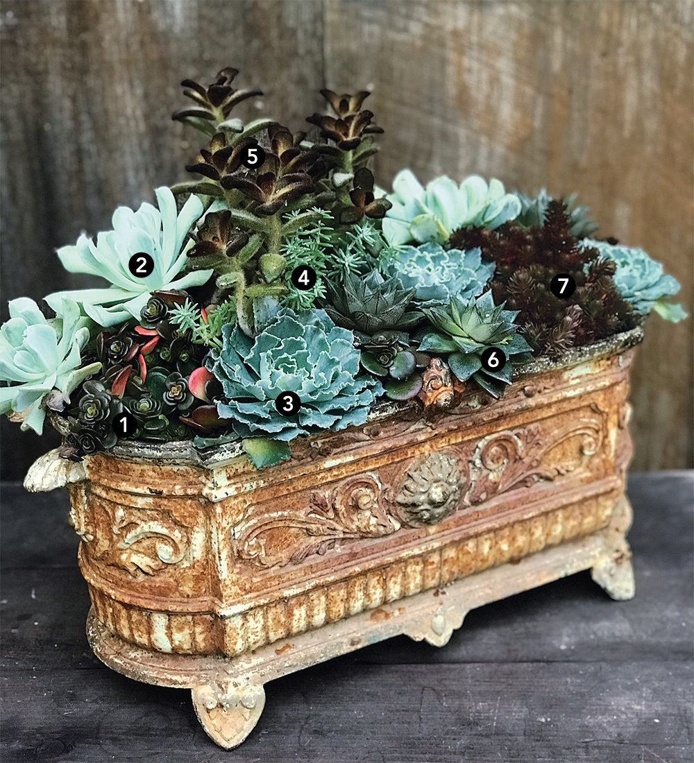 Tabletop Planter Ideas