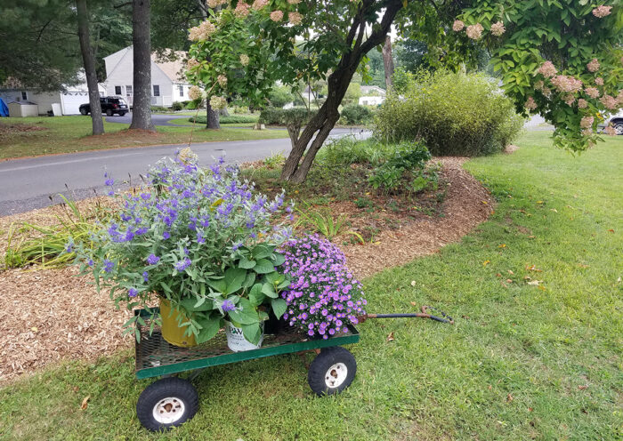 garden cart with new plants