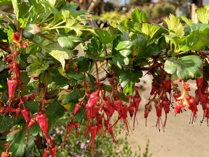 close up of red fuchsiaflower