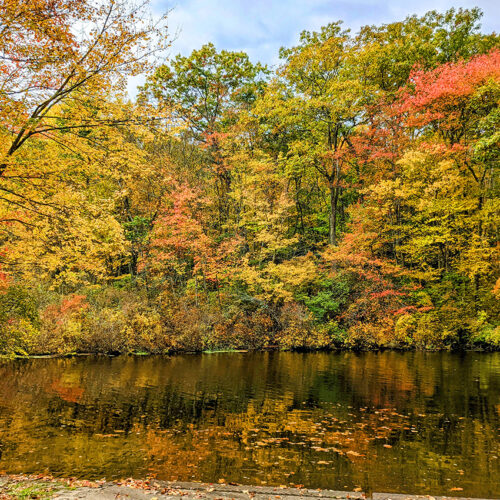 Trees With Great Fall Color for the Northwest - Fine Gardening