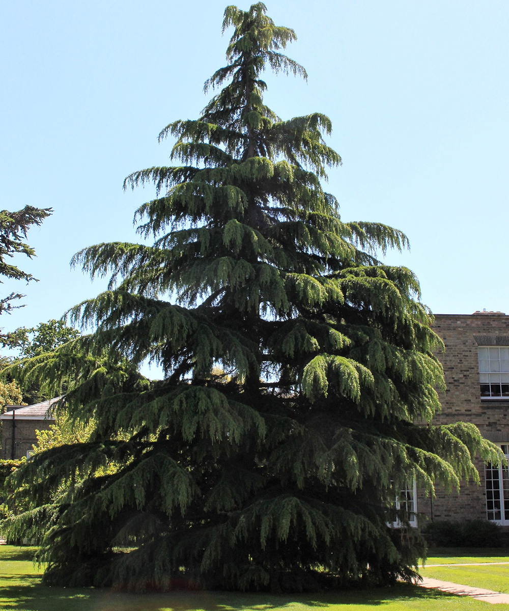 Two Dwarf Deodar Cedars for Year-Round Color - FineGardening