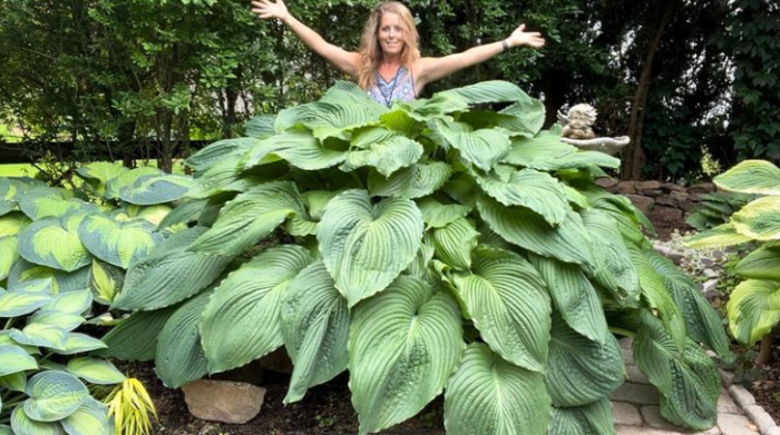 gardener posing above a giant hosta plant