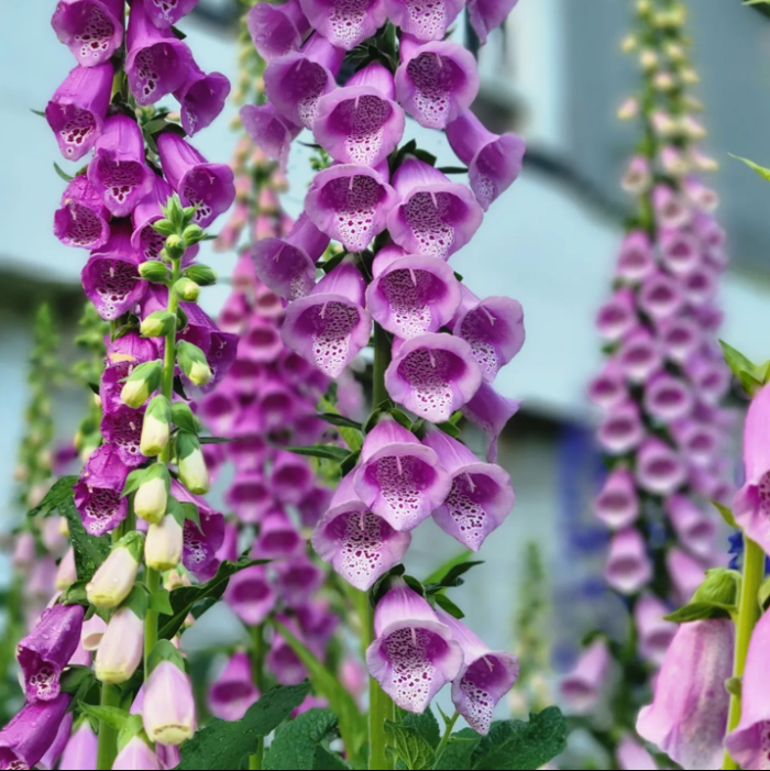 close up of purple Foxgloves flower spires