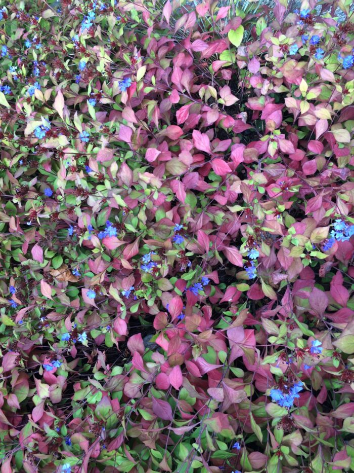 close up of Dwarf plumbago with blue flowers in bloom and red fall foliage