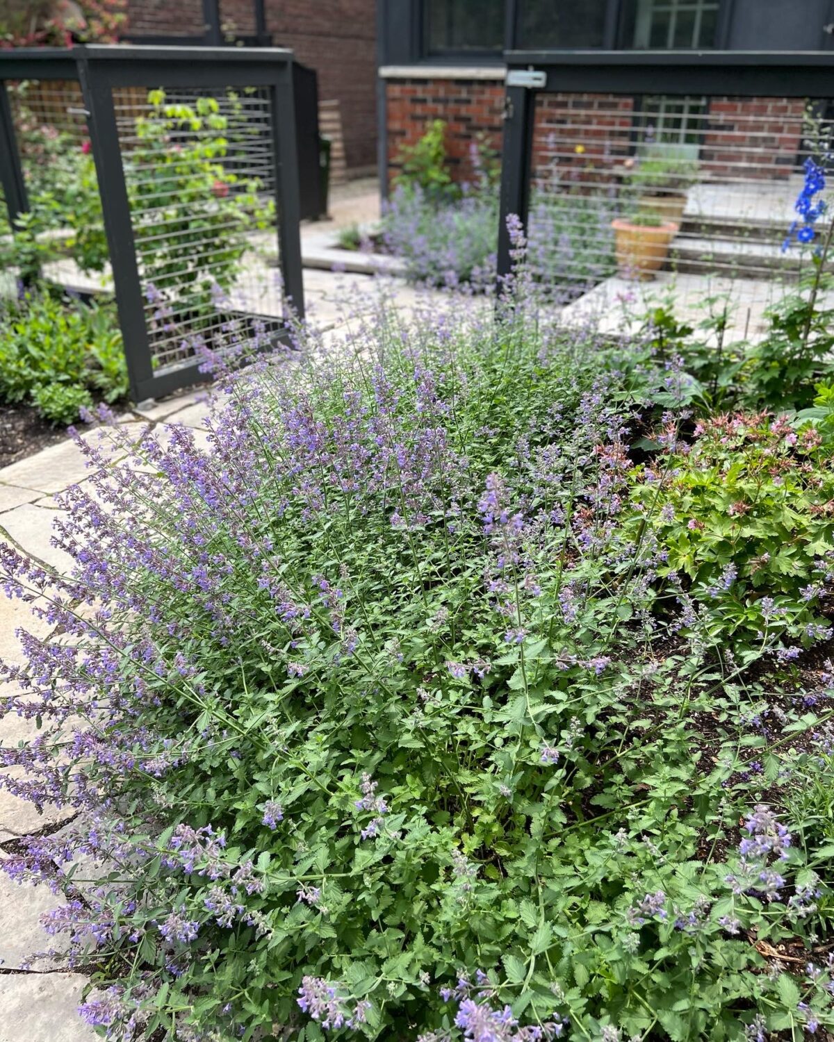 GPOD on the Road: Garden Tour With Cherry - Fine Gardening