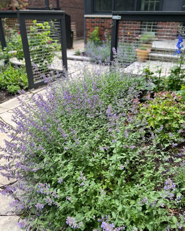 GPOD on the Road: Garden Tour With Cherry - Fine Gardening