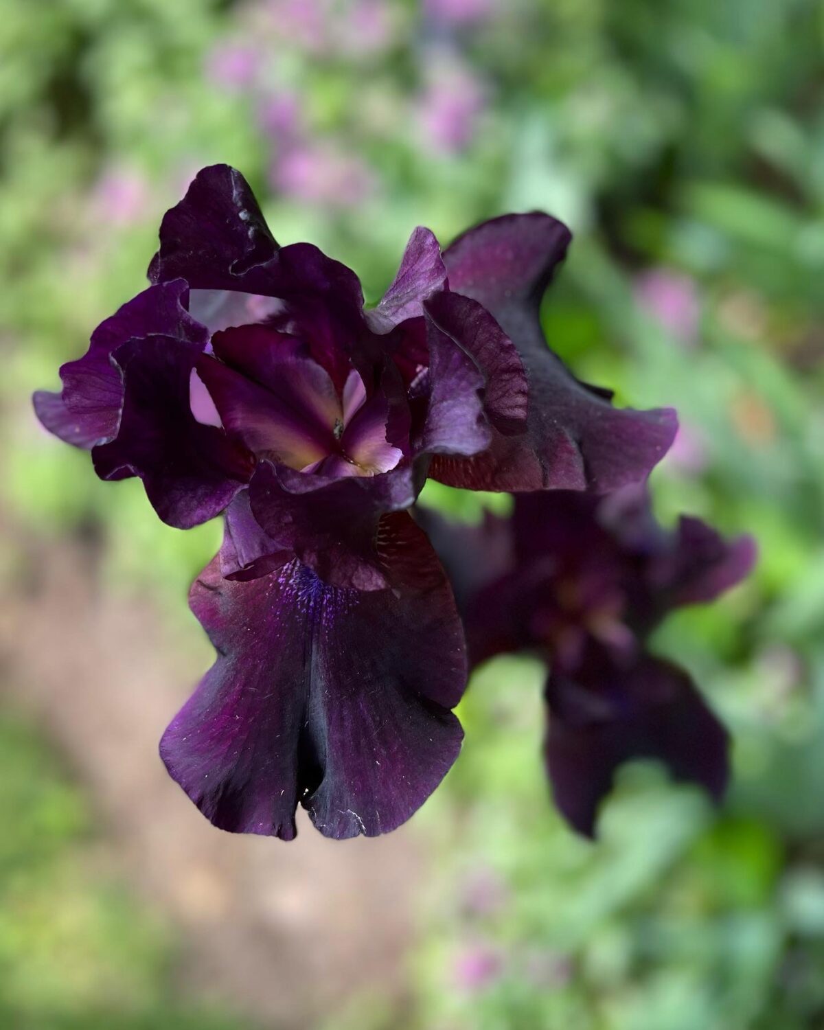 GPOD on the Road: Garden Tour With Cherry - Fine Gardening