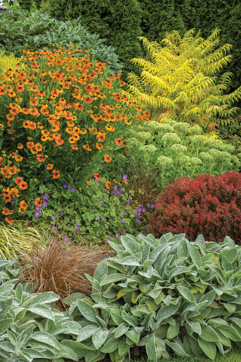 close up of densely planted garden bed with color and texture interest