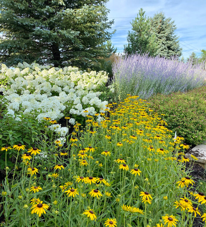 perennials for clay soil