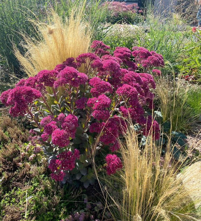 tall pink sedum