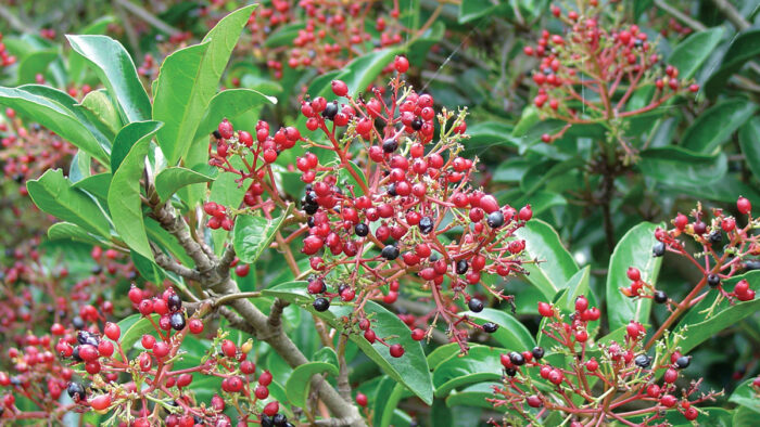 ‘Chindo’ Sweet Viburnum