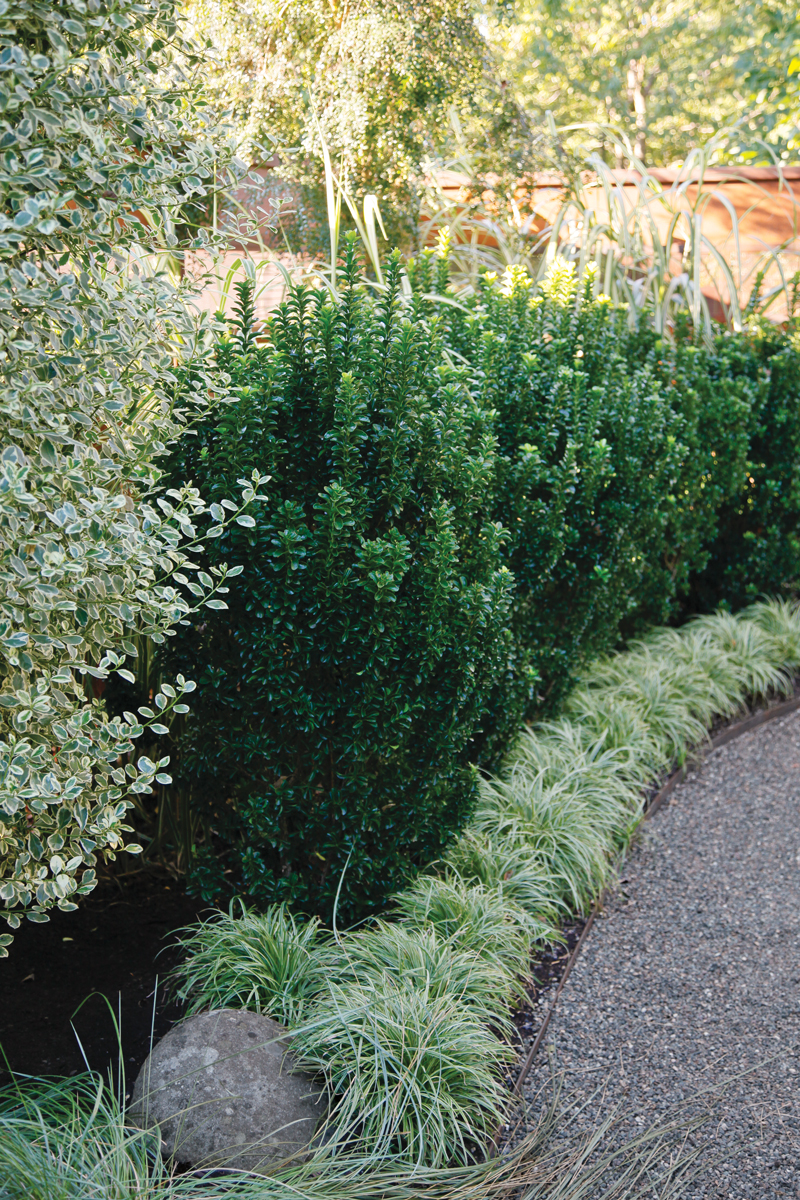 Euonymus store green spire