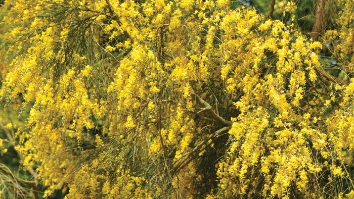 Mount Etna Broom