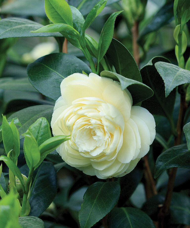 Interesting Broadleaf Evergreens for the MidAtlantic Fine Gardening