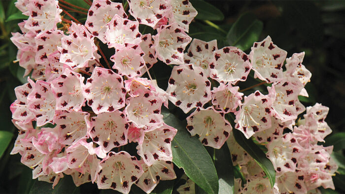 broadleaf evergreens for the mid-atlantic