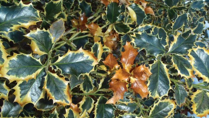 winter damage on holly