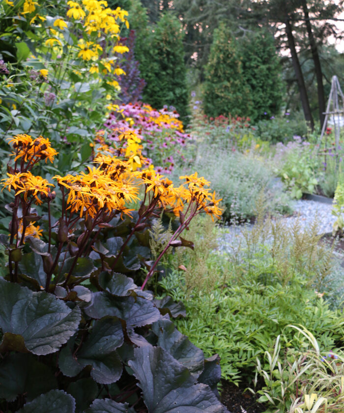 perennials with fall flowers