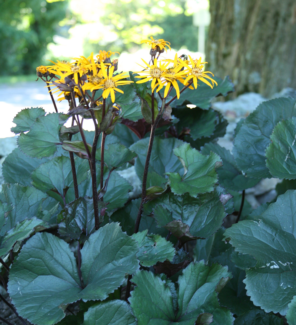 Perennials With Fall Flowers for the Northeast - FineGardening