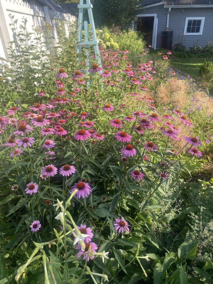 close up of large planting of purple coneflower