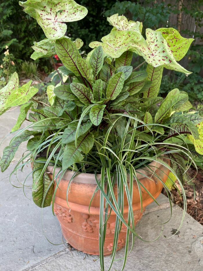 container with various green foliage plants