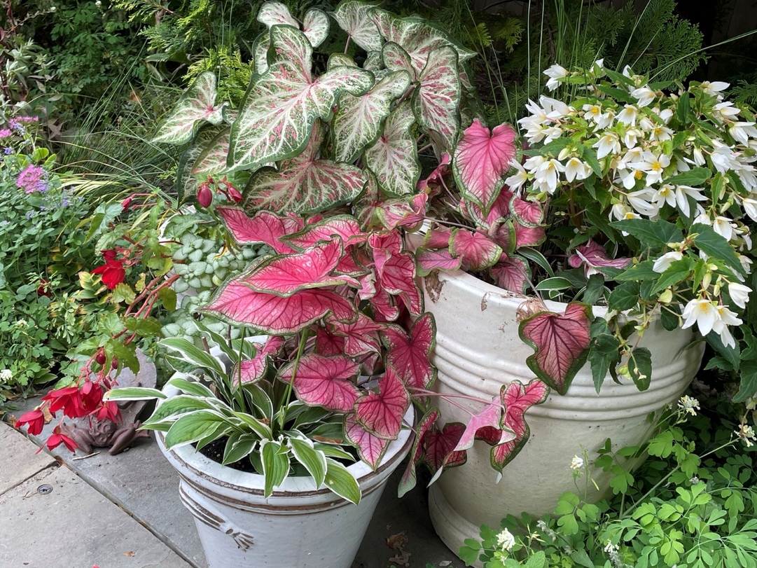 Designing Containers With Plants From My Boston Garden - FineGardening