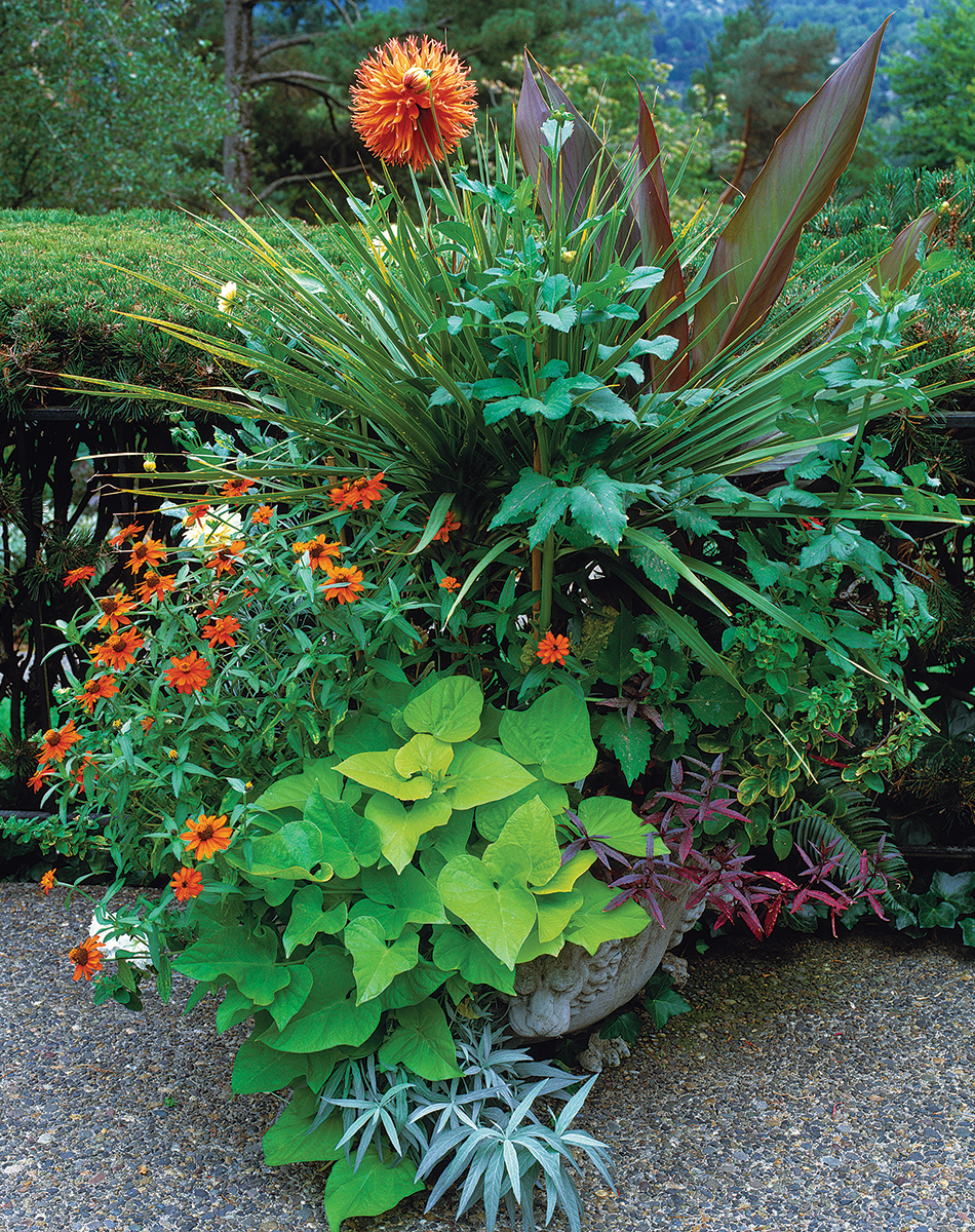 Designer Secrets for Over-the-Top Pots - FineGardening