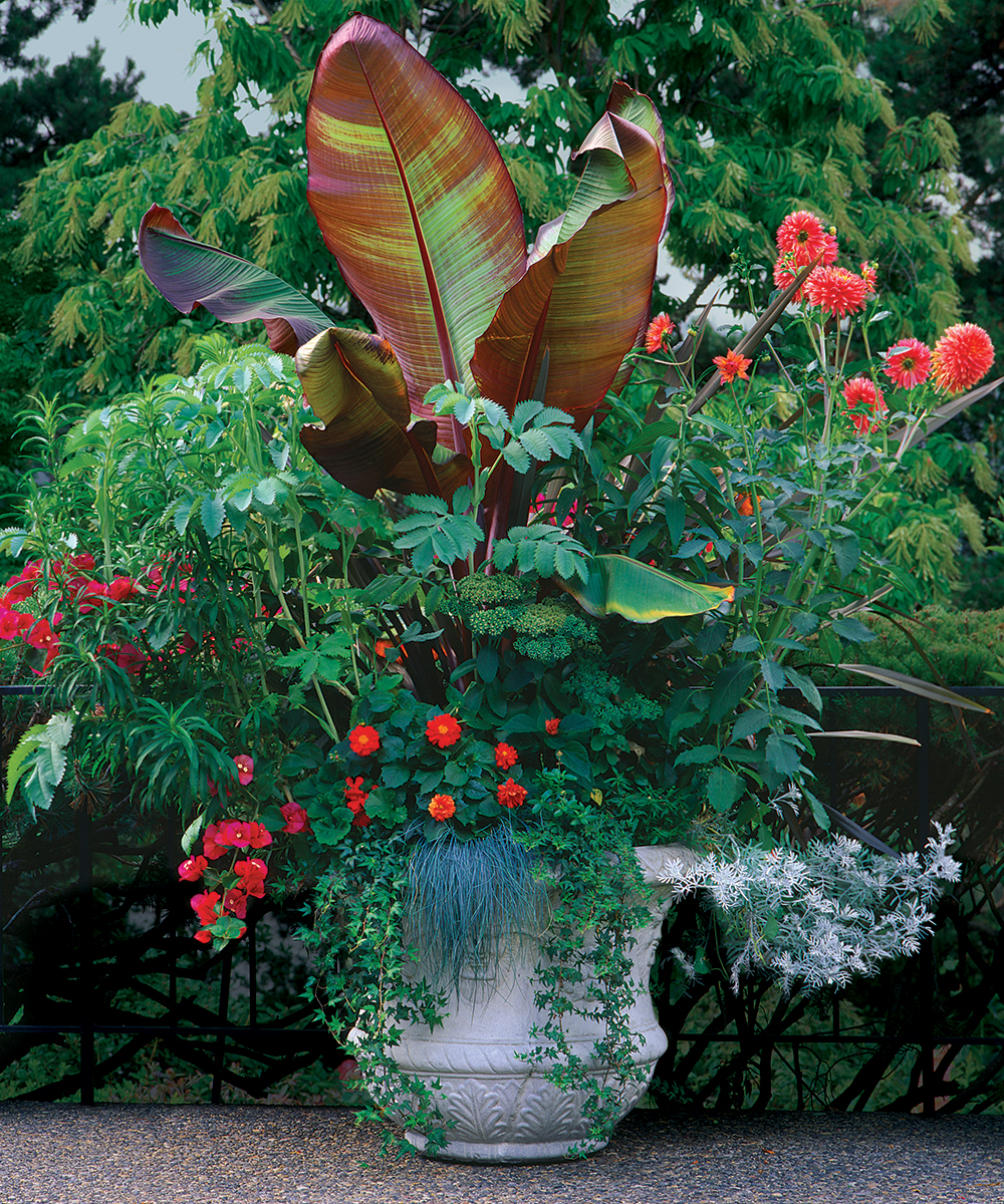 Bird of Paradise Plant Potted In Rondo Red Planter